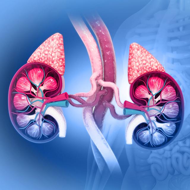 A 3D illustration of the human urinary system, including kidneys and the adrenal gland
